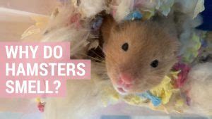 Do male hamsters smell more?