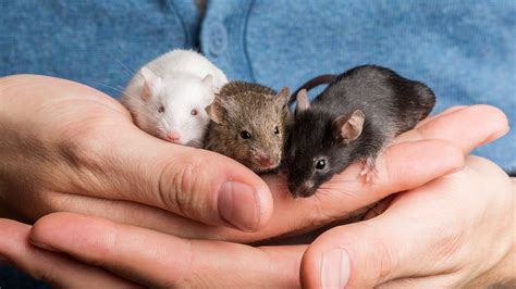 Do male mice live longer?