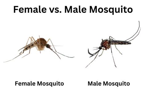 Do male mosquitoes bite?