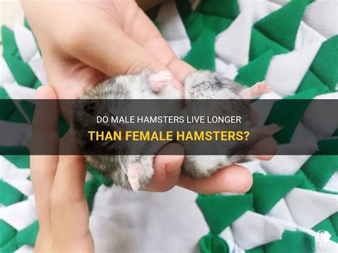 Do male or female hamsters live longer?