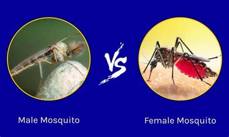 Do male or female mosquitoes bite?