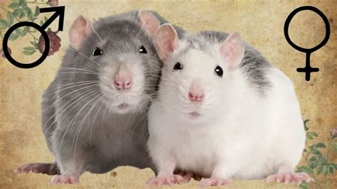 Do male or female rats live longer?