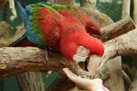 Do male parrots prefer female owners?