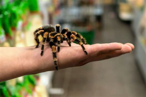 Do male tarantulas grow faster?