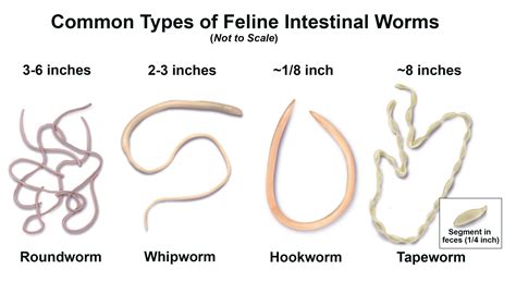 Do male worms bite?