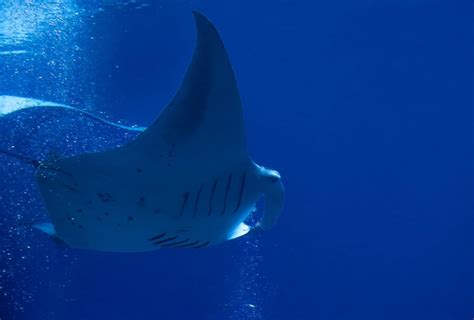 Do manta rays have eggs?