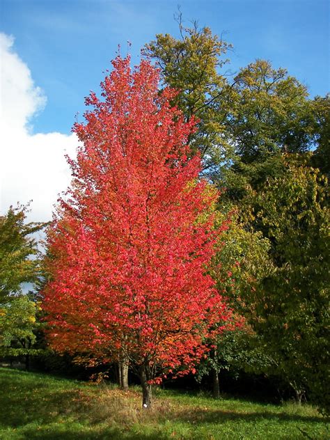 Do maple trees grow in Germany?