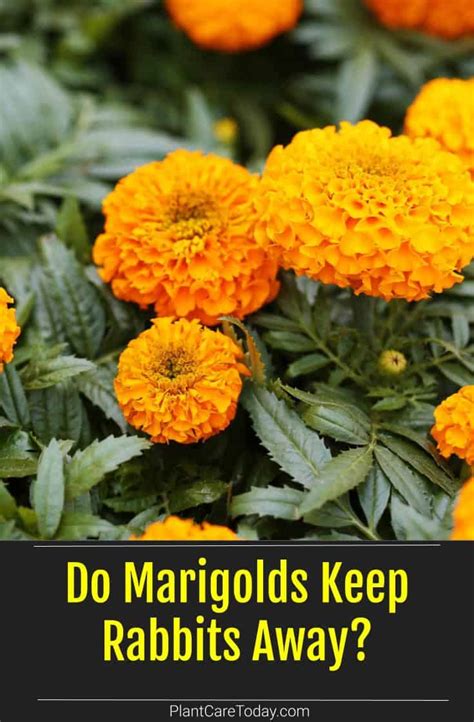 Do marigolds keep rabbits away?
