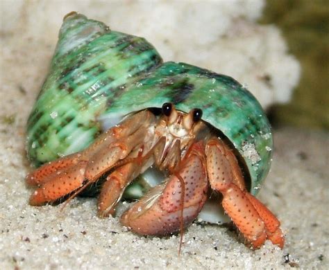 Do marine hermit crabs need saltwater?