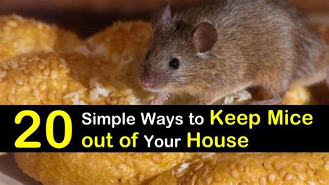 Do mice avoid bedroom?