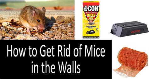 Do mice avoid dead mice?