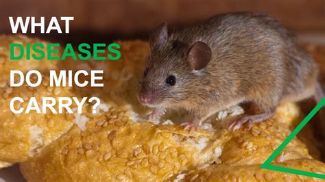 Do mice carry diseases?