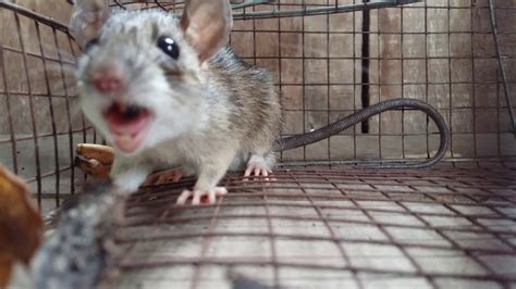 Do mice cry when they get trapped?
