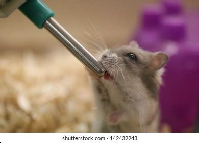 Do mice drink water?