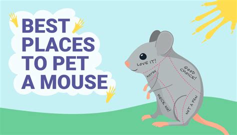 Do mice enjoy being pet?