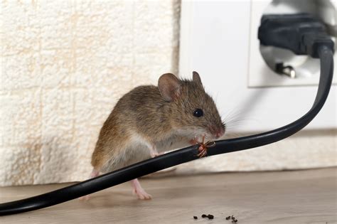 Do mice get angry?
