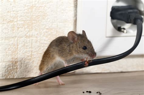 Do mice get traumatized?