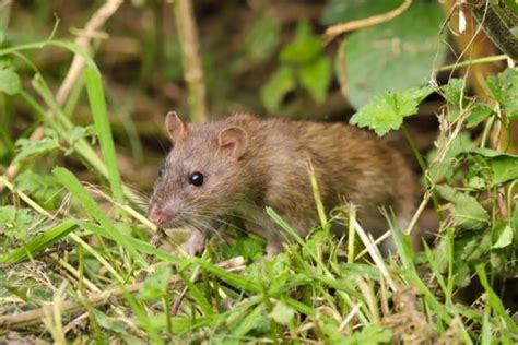 Do mice go back to where they came from?