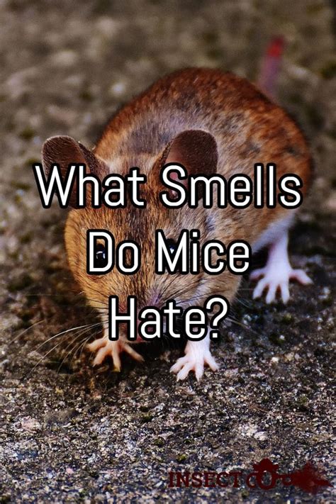 Do mice hate a certain smell?