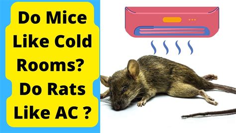 Do mice hate cold rooms?