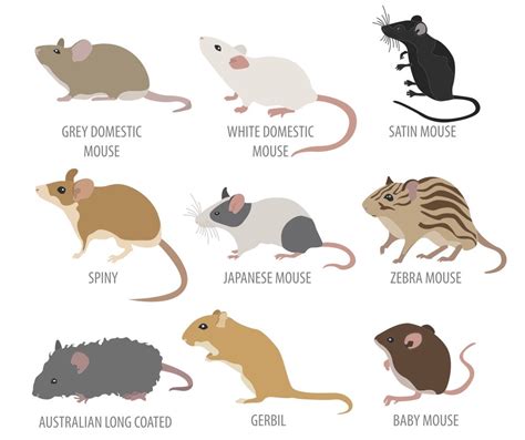 Do mice have a language?