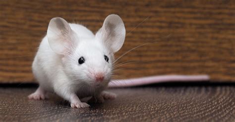 Do mice have memory?