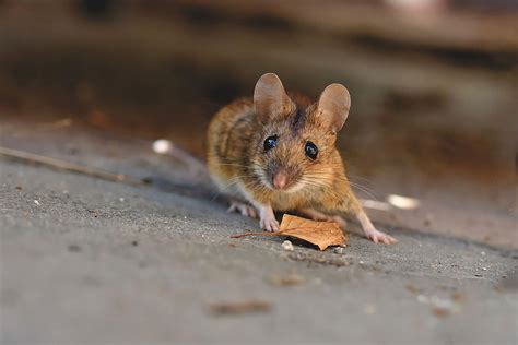 Do mice hide from humans?