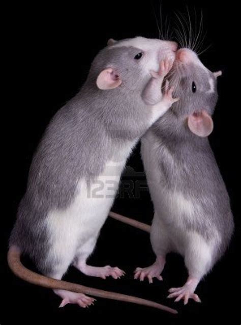 Do mice kiss each other?