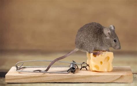 Do mice learn to avoid traps?