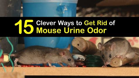 Do mice leave a bad smell?