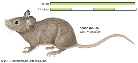 Do mice like human hair?