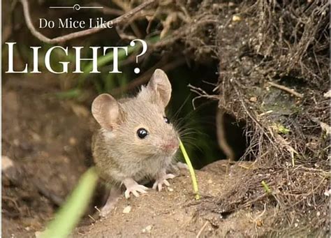 Do mice like light or dark?