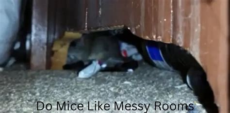 Do mice like messy rooms?