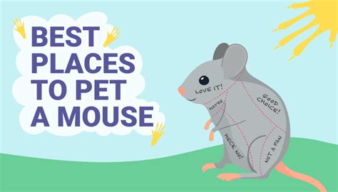 Do mice like to be petted?