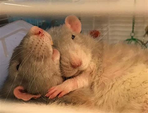Do mice like to cuddle with humans?