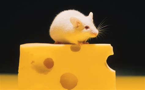 Do mice like to eat cheese?