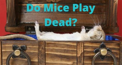 Do mice like to play dead?