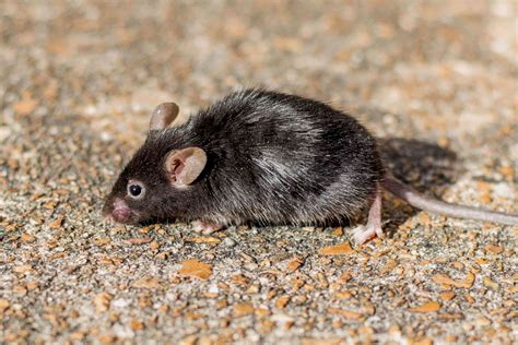 Do mice live up to 10 years?