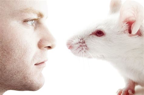 Do mice love humans?