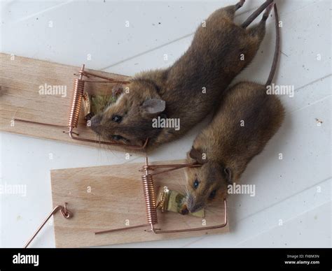 Do mice play dead when caught?
