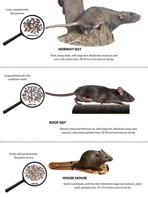 Do mice recognize other mice?