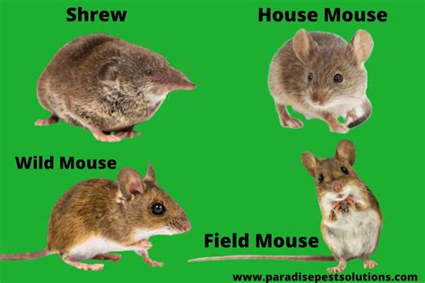 Do mice recognize their family?