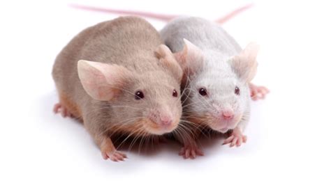 Do mice recognize their siblings?