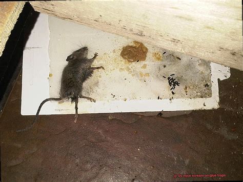 Do mice scream on glue traps?