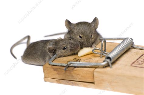 Do mice scream when caught in trap?