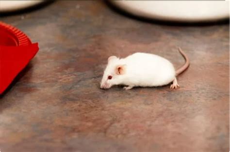 Do mice scream when in pain?