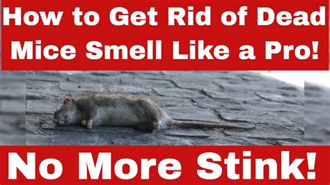 Do mice smell fear?