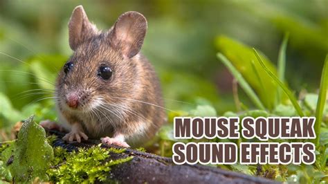 Do mice squeak loudly at night?