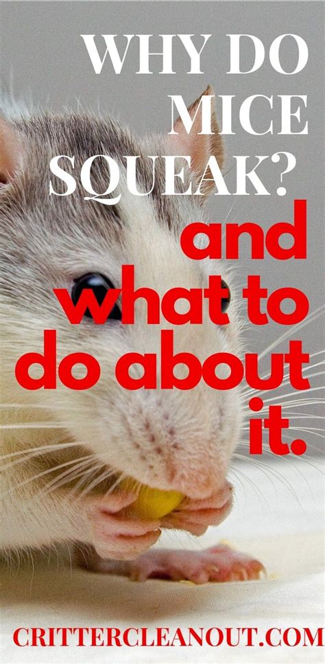 Do mice squeak more than rats?