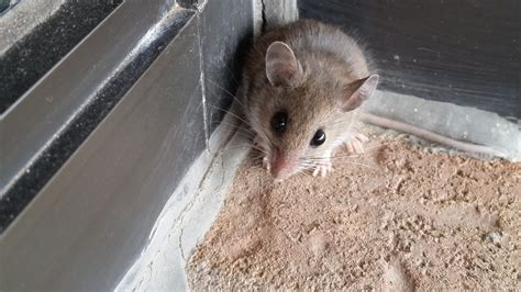 Do mice squeak when they are scared?